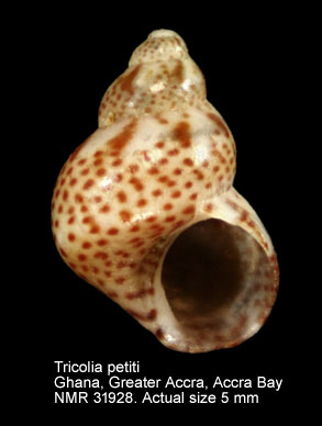 Tricolia petiti (2).jpg - Tricolia petiti (Craven,1882)